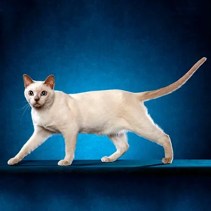 Tonkinese котка - порода описание със снимки
