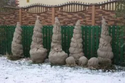 Arborvitae зимен подслон техники и препоръки, сграда портал (през зимата) Arborvitae зимата начини и препоръки, сграда портал