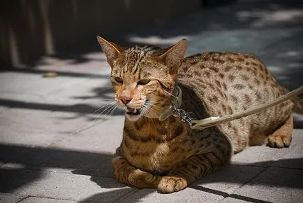 Трите най-желани породи котки