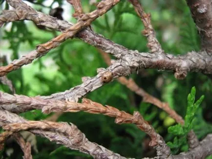 Arborvitae зимен подслон техники и препоръки, сграда портал (през зимата) Arborvitae зимата начини и препоръки, сграда портал