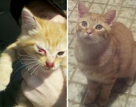 Правете добро 25 котки, преди и след да се качват от улицата, umkra