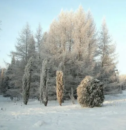 Arborvitae зимата начини и препоръки, сграда портални (корица) Arborvitae зимата начини и препоръки, сграда портал