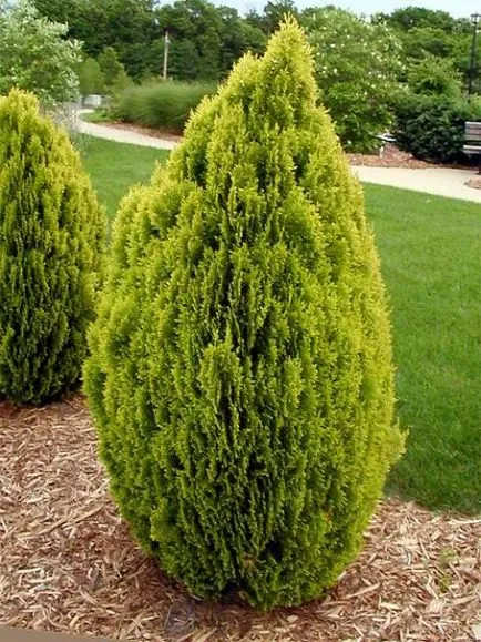 Arborvitae зимата начини и препоръки, сграда портални (корица) Arborvitae зимата начини и препоръки, сграда портал