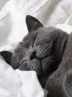 В горещите котешки уши