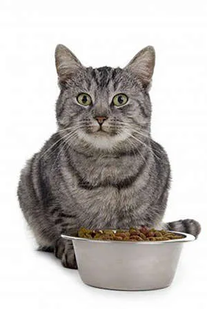 Хилс за котки Хилс за котки