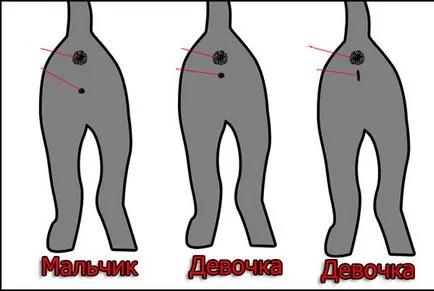 Как да разберем пола