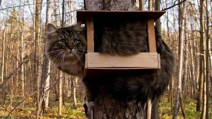 Защо котките на челото означава, че писмо м писмо м котки върху челото му