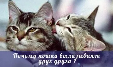 Защо котките ближат сайт на другия