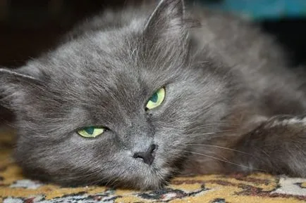 Защо толкова много котки спят
