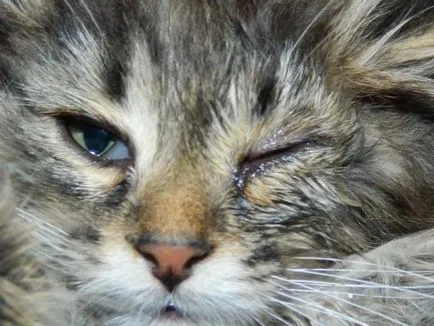 Защо коте тлеят очи