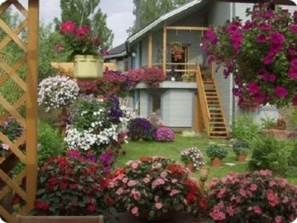 Петуния в саксии и саксии как да се грижат за растения и семена и за подготовка на почвата, засаждане