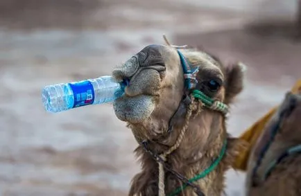 гърбицата на камилата във водата той е