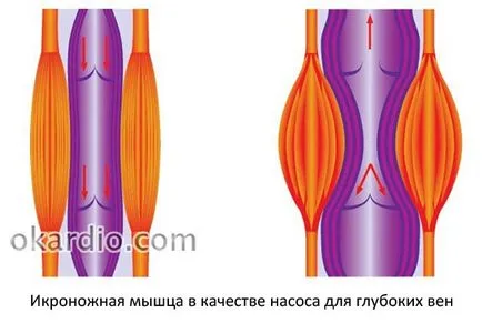 Разширени вени симптоми, лечение, причини, усложнения (лечение) Разширени вени на краката симптоми, лечение, причините, усложнения