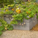 разсад растеж на основните правила за това как да растат здрави и силни разсад