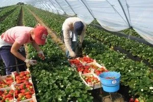 отглеждането на ягоди в оранжерии целогодишно - Съвети cottagers (ягода) отглеждането на ягоди в оранжерии целогодишно - Съвети cottagers