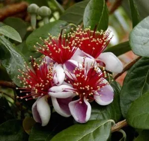 Отглеждане Feijoa в дома, разпространението на семена и резници от Feijoa