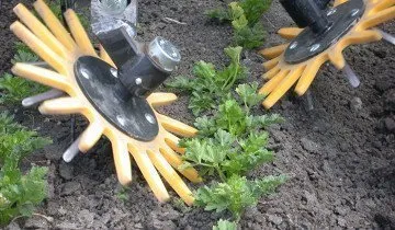 Отглеждане целина на собствен сайт
