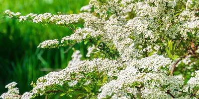Отглеждане храсти как да расте едно дърво