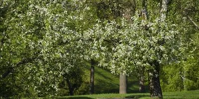 Отглеждане храсти как да расте едно дърво
