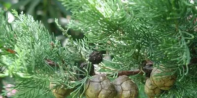 Отглеждане храсти как да расте едно дърво