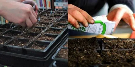 Отглеждане на разсад от зеле в дома, сортове, третиране на семена, добив (отглеждане на зеле разсад у дома сортове семена за посев грижи) Зелеви разсад отглеждат на закрито, сорт, третиране на семена, сеитба
