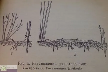 Цветя растат в оранжерията като бизнес - как да се постигне максимална доходност