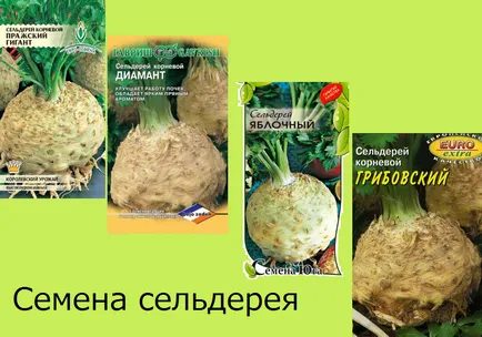 Отглеждане на разсад от целина корен - стъпка по стъпка инструкции! (Root) Отглеждане на разсад от целина корен - стъпка по стъпка инструкции!