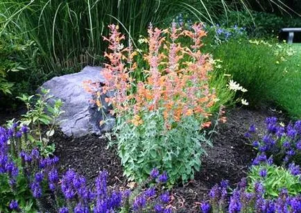 Култивиране Agastache (lofanta)