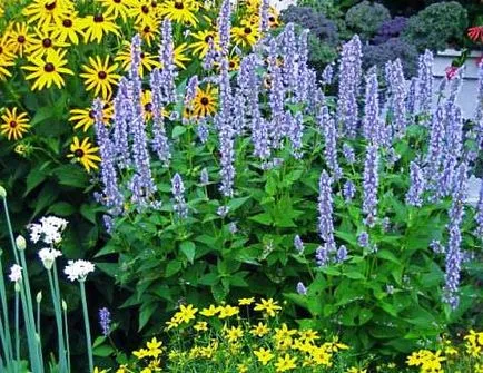 Култивиране Agastache (lofanta)