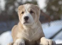 Възпитание кученце алабай