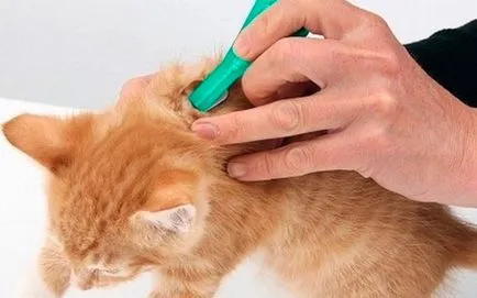 Въшките в котки симптоми, лечение, мерки за предотвратяване на