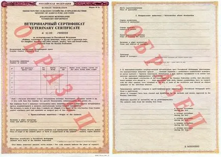 Куче Износът на документи и ваксинации по време на транспортирането на полет или влак