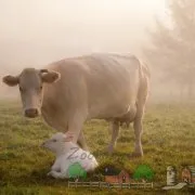 Всички видове крава и теле раждане фото и видео преглед