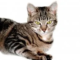 Всичко за котките