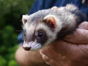Всичко, което трябва да знаете за порове у дома