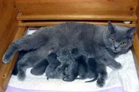 Грижа за котенца