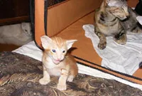 Грижа за котенца