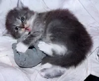Грижа за котенца