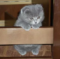 Грижа за котенца