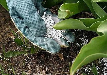 Защо и как хората се грижат за представянето на почвата