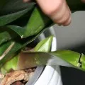 Zamioculcas възпроизвеждане на листа, клони, издънки (снимка)