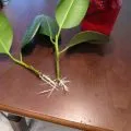 Zamioculcas възпроизвеждане на листа, клони, издънки (снимка)