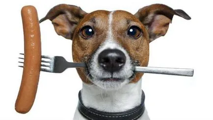 Запек при кучета 🐶 какво да прави и как да се лекува у дома