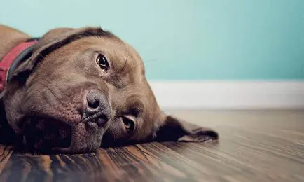 Запек при кучета 🐶 какво да прави и как да се лекува у дома