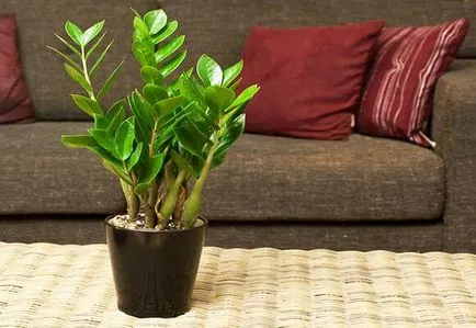 Zamioculcas възпроизвеждане на листа, клони, издънки (снимка)