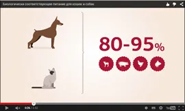 Zoopsychologists измислили защо котката хапе без причина