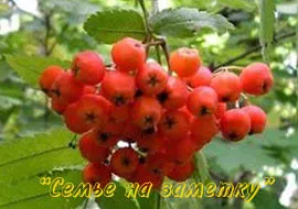 Мазна грижа за косата