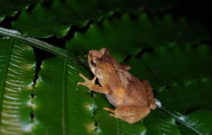 Toad снимка, описание