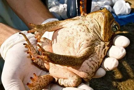 Toad снимка, описание