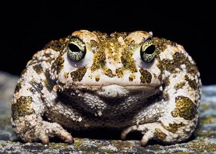 Toad снимка, описание